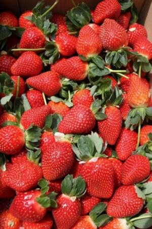 strawberry